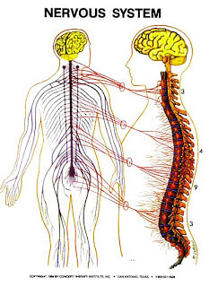 The Nervous System Zone